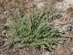 Palimbia rediviva