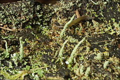 Cladonia rigida