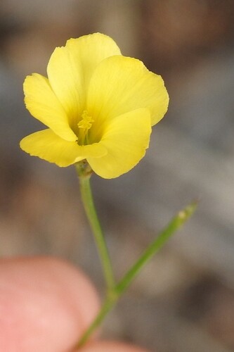 Linum rupestre, photograph 5