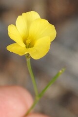 Linum rupestre, photograph (c) saltyhiker, some rights reserved (CC BY)