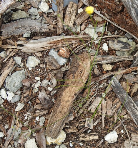 Linum rupestre, photograph 6