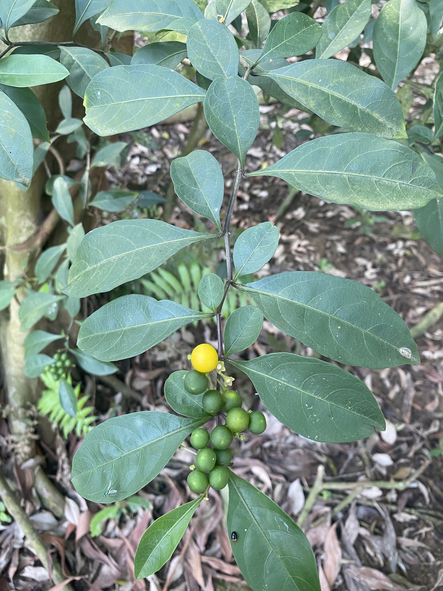 Solanum diphyllum — ảnh 3