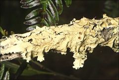 Flavoparmelia rutidota