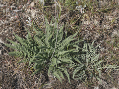 Palimbia rediviva