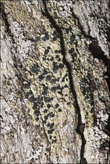 Hypocenomyce australis