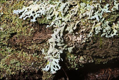 Hypogymnia pulverata
