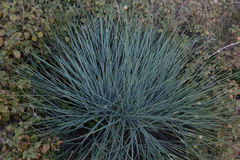 Aciphylla glaucescens
