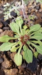 Chorizanthe staticoides