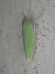 Draeculacephala inscripta