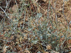Rumex induratus, photograph (c) Duarte Frade, some rights reserved (CC BY)
