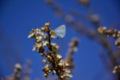 Celastrina argiolus
