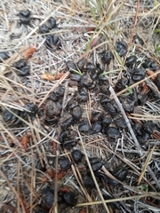 Odocoileus hemionus californicus