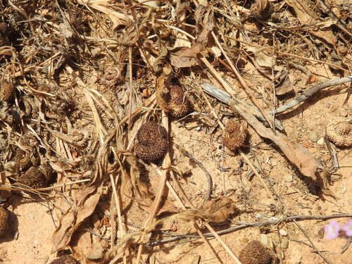 Scorpiurus vermiculatus, photograph 6