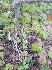 Ribes divaricatum pubiflorum