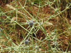 Eryngium corniculatum