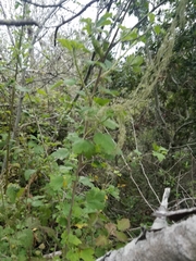 Ribes divaricatum pubiflorum