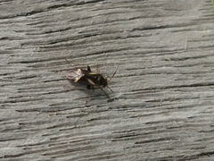 Ausejanus albisignatus