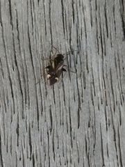 Ausejanus albisignatus