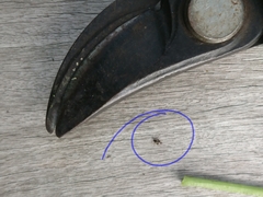 Ausejanus albisignatus