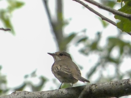 Spotted Flycatcher