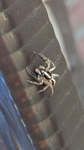 Pantropical Jumping Spider