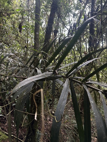 Ceroxylon vogelianum, photograph 6