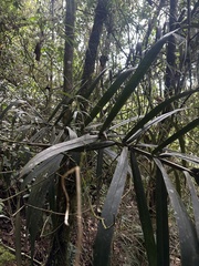 Ceroxylon vogelianum, photograph (c) Nicolás Baresch Uribe, some rights reserved (CC BY)
