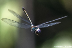 Zygonyx iris malayanus