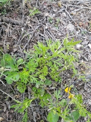 Apiastrum angustifolium