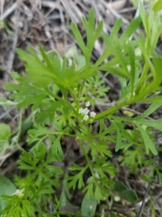 Apiastrum angustifolium