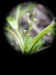 Apiastrum angustifolium