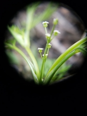Apiastrum angustifolium