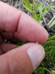 Apiastrum angustifolium