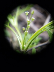 Apiastrum angustifolium