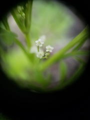 Apiastrum angustifolium