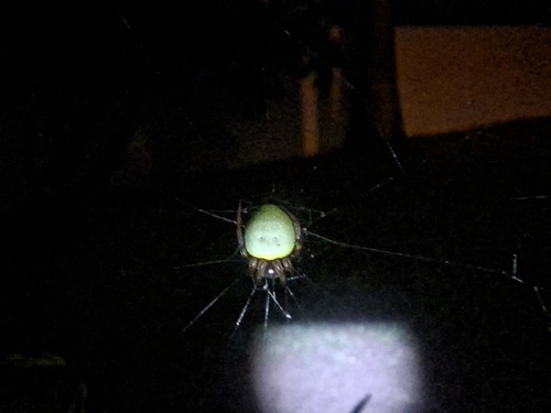 Green-pea Spider