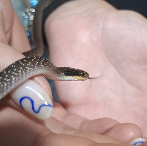 Red-lipped Snake