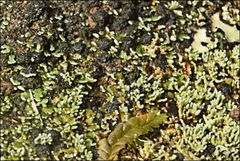 Neophyllis melacarpa