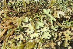 Notoparmelia cunninghamii