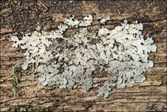 Notoparmelia pseudotenuirima
