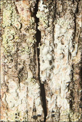 Pertusaria pertractata
