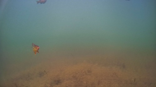Yellow Perch