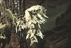 Ramalina inflata