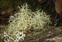 Usnea inermis