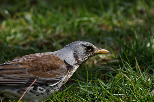 Zorzal real (Turdus pilaris)