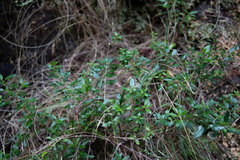 Haloragis masafuerana