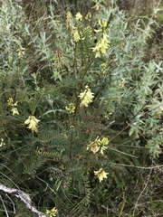 Astragalus trichopodus antisellii