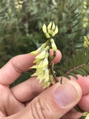 Astragalus trichopodus antisellii