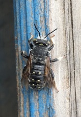 Anthidium collectum