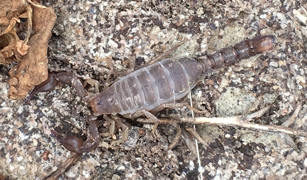 Santa Catalina Island Scorpion